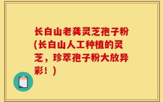 长白山老龚灵芝孢子粉(长白山人工种植的灵芝，珍萃孢子粉大放异彩！)