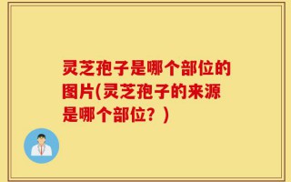灵芝孢子是哪个部位的图片(灵芝孢子的来源是哪个部位？)