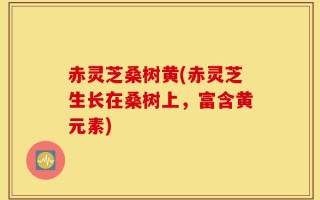 赤灵芝桑树黄(赤灵芝生长在桑树上，富含黄元素)