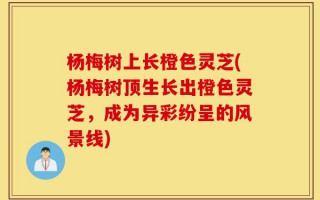 杨梅树上长橙色灵芝(杨梅树顶生长出橙色灵芝，成为异彩纷呈的风景线)