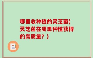哪里收种植的灵芝菌(灵芝菌在哪里种植获得的高质量？)