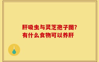 肝吸虫与灵芝孢子图？有什么食物可以养肝