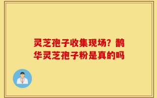 灵芝孢子收集现场？鹊华灵芝孢子粉是真的吗