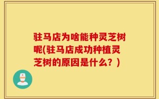 驻马店为啥能种灵芝树呢(驻马店成功种植灵芝树的原因是什么？)