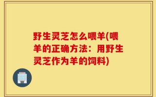 野生灵芝怎么喂羊(喂羊的正确方法：用野生灵芝作为羊的饲料)