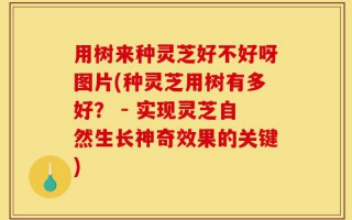 用树来种灵芝好不好呀图片(种灵芝用树有多好？ - 实现灵芝自然生长神奇效果的关键)
