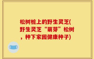 松树桩上的野生灵芝(野生灵芝“萌芽”松树，种下家园健康种子)