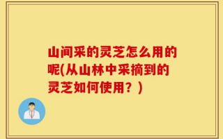 山间采的灵芝怎么用的呢(从山林中采摘到的灵芝如何使用？)