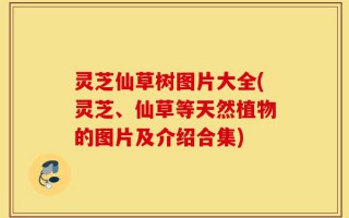 灵芝仙草树图片大全(灵芝、仙草等天然植物的图片及介绍合集)