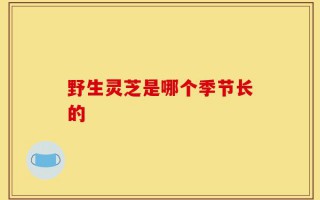 野生灵芝是哪个季节长的