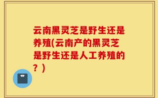 云南黑灵芝是野生还是养殖(云南产的黑灵芝是野生还是人工养殖的？)