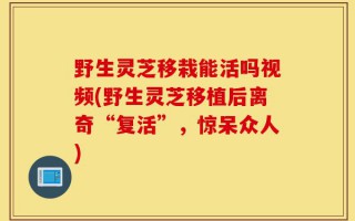 野生灵芝移栽能活吗视频(野生灵芝移植后离奇“复活”，惊呆众人)