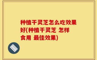 种植干灵芝怎么吃效果好(种植干灵芝 怎样食用 最佳效果)