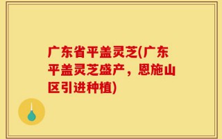 广东省平盖灵芝(广东平盖灵芝盛产，恩施山区引进种植)