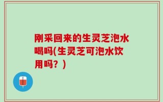 刚采回来的生灵芝泡水喝吗(生灵芝可泡水饮用吗？)