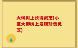 大柳树上长得灵芝(小区大柳树上发现珍贵灵芝)