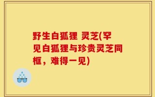 野生白狐狸 灵芝(罕见白狐狸与珍贵灵芝同框，难得一见)