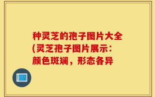 种灵芝的孢子图片大全(灵芝孢子图片展示：颜色斑斓，形态各异