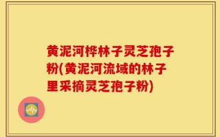 黄泥河桦林子灵芝孢子粉(黄泥河流域的林子里采摘灵芝孢子粉)