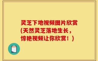 灵芝下地视频图片欣赏(天然灵芝落地生长，惊艳视频让你欣赏！)