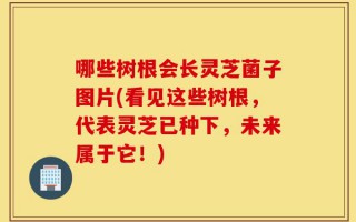 哪些树根会长灵芝菌子图片(看见这些树根，代表灵芝已种下，未来属于它！)