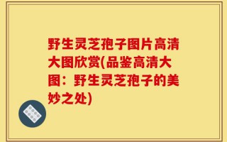 野生灵芝孢子图片高清大图欣赏(品鉴高清大图：野生灵芝孢子的美妙之处)