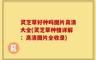 灵芝草好种吗图片高清大全(灵芝草种植详解：高清图片全收录)