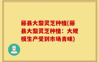 藤县大黎灵芝种植(藤县大黎灵芝种植：大规模生产受到市场青睐)