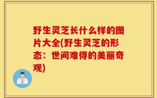 野生灵芝长什么样的图片大全(野生灵芝的形态：世间难得的美丽奇观)