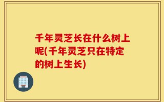 千年灵芝长在什么树上呢(千年灵芝只在特定的树上生长)