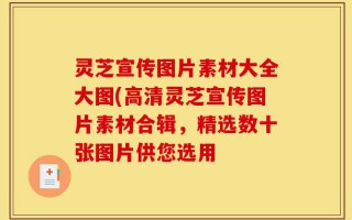 灵芝宣传图片素材大全大图(高清灵芝宣传图片素材合辑，精选数十张图片供您选用