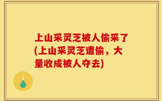 上山采灵芝被人偷采了(上山采灵芝遭偷，大量收成被人夺去)