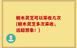 椴木灵芝可以采收几次(椴木灵芝多次采收，远超想象！)