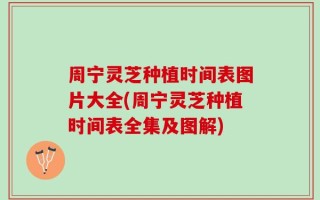 周宁灵芝种植时间表图片大全(周宁灵芝种植时间表全集及图解)