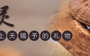 灵芝孢子粉作用如何？