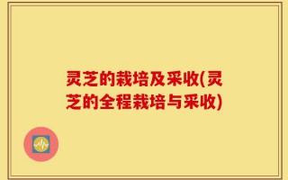 灵芝的栽培及采收(灵芝的全程栽培与采收)