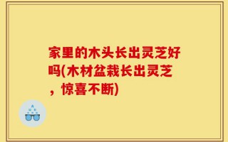 家里的木头长出灵芝好吗(木材盆栽长出灵芝，惊喜不断)