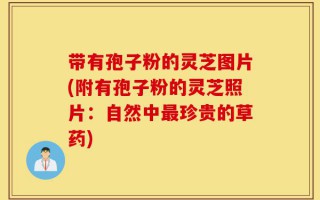带有孢子粉的灵芝图片(附有孢子粉的灵芝照片：自然中最珍贵的草药)