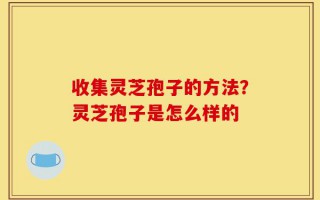 收集灵芝孢子的方法？灵芝孢子是怎么样的