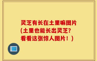 灵芝有长在土里嘛图片(土里也能长出灵芝？看看这张惊人图片！)