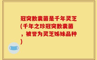 冠突散囊菌是千年灵芝(千年之珍冠突散囊菌，被誉为灵芝姊妹品种)
