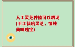 人工灵芝种植可以煨汤(手工栽培灵芝，慢炖美味瑰宝)