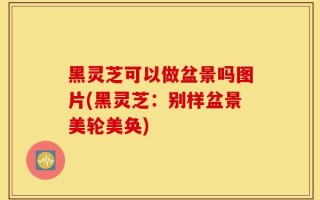 黑灵芝可以做盆景吗图片(黑灵芝：别样盆景美轮美奂)
