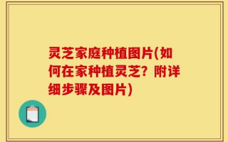灵芝家庭种植图片(如何在家种植灵芝？附详细步骤及图片)