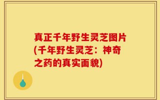 真正千年野生灵芝图片(千年野生灵芝：神奇之药的真实面貌)