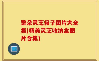 整朵灵芝箱子图片大全集(精美灵芝收纳盒图片合集)