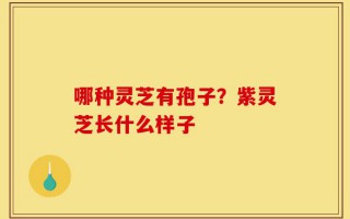 哪种灵芝有孢子？紫灵芝长什么样子