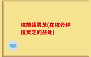 坟前栽灵芝(在坟旁种植灵芝的益处)