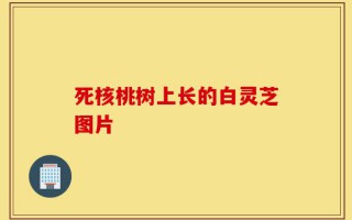 死核桃树上长的白灵芝图片
