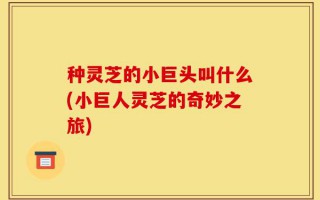 种灵芝的小巨头叫什么(小巨人灵芝的奇妙之旅)
